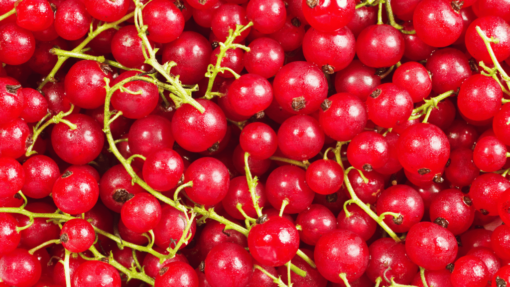 przecier z czerownej porzeczki